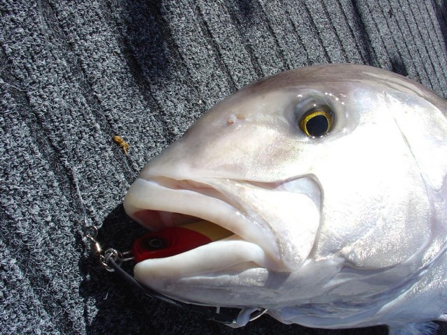 Shizz's Samsonfish Jig Swallower